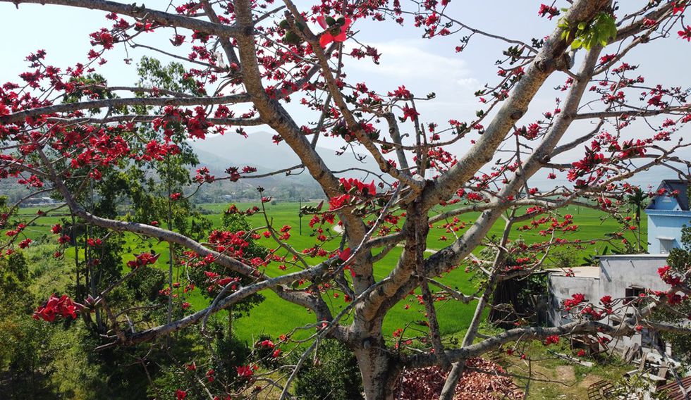 Tháng 3, chiêm ngưỡng những cây gạo già ra hoa rực đỏ nơi miền Trung - ảnh 8