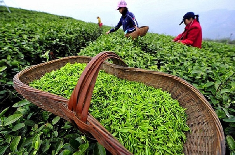 Thị phần chè của Việt Nam tại Australia tăng