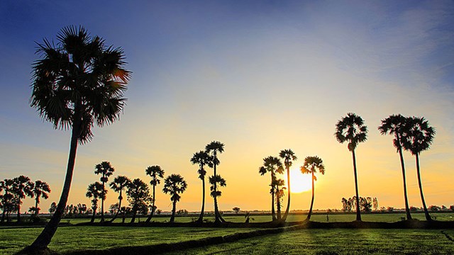 Thốt nốt vùng Bảy Núi