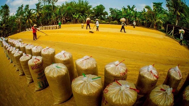Thủ tướng chỉ thị đảm bảo an ninh lương thực và thúc đẩy sản xuất, xuất khẩu gạo bền vững