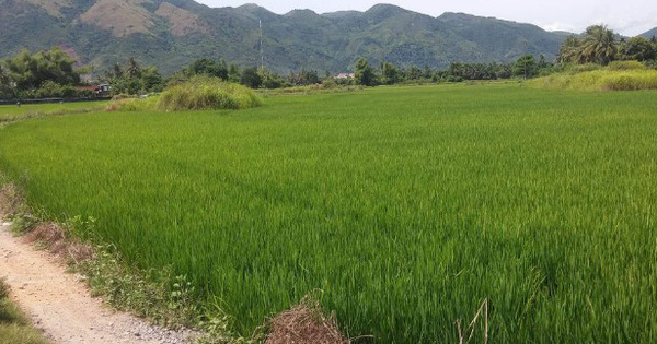 Thủ tướng phê duyệt chuyển mục đích sử dụng 65 ha đất nông nghiệp ở Long An