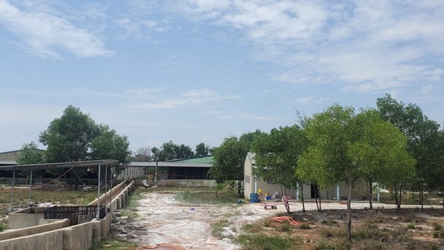 Thừa Thiên - Huế: Doanh nghiệp nuôi heo gây ô nhiễm bị phạt gần 230 triệu đồng