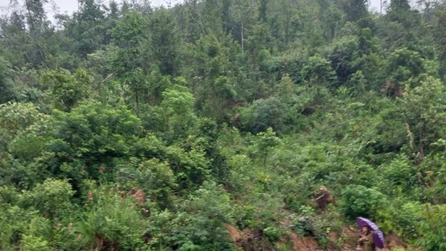 Thừa Thiên - Huế: Khai thác gỗ rừng trái phép, một người bị phạt 85 triệu đồng