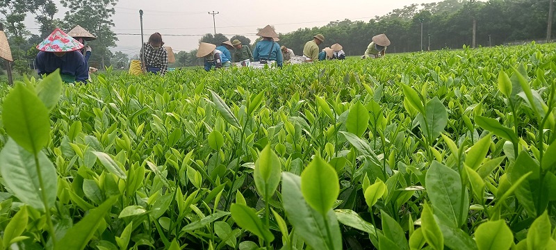 Mô hình sản xuất chè hữu cơ Thái Nguyên sử dụng phân bón Lâm Thao