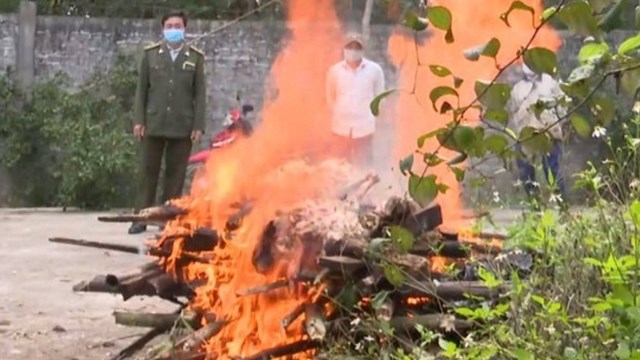 Tiêu hủy cá thể hổ bị chết tại Vườn động vật sinh thái Hòn Nhạn