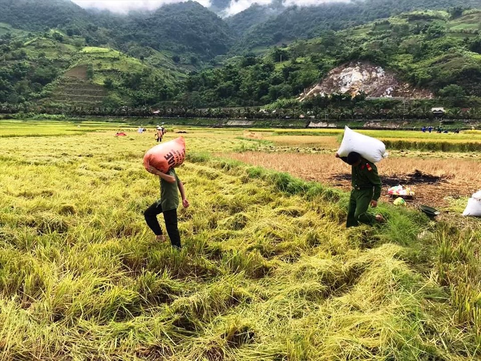 Từ nay đến cuối năm, sản lượng lúa cần thu hoạch rất lớn. Ảnh: Ng.Anh Tuấn