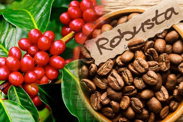 Robusta Việt Nam: Xuất khẩu hàng đầu, giá trị thương hiệu vẫn bỏ ngỏ