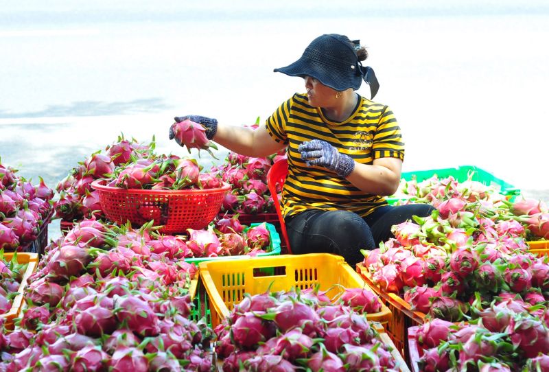 Thanh Long xuất khẩu. Ảnh internet.