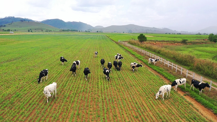 Tổ hợp trang trại tại Lào của Vinamilk đẩy nhanh tiến độ hoàn thành giai đoạn 1