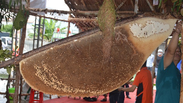 Tổ ong mật ‘khủng’ dài hơn 2 mét nặng 43 kg xác lập kỷ lục Việt Nam