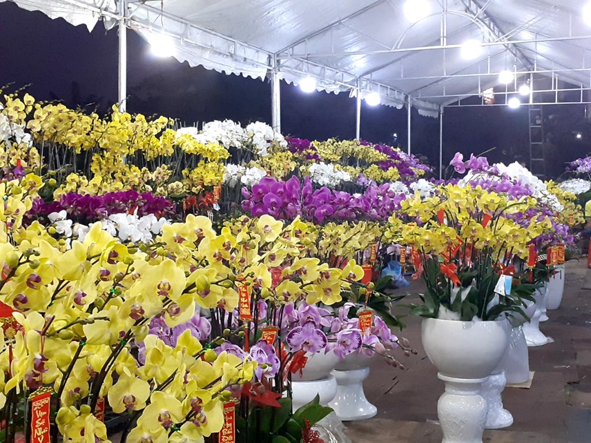 tp-hcm-pho-phuong-ruc-ro-sac-hoa-tet_1.jpg