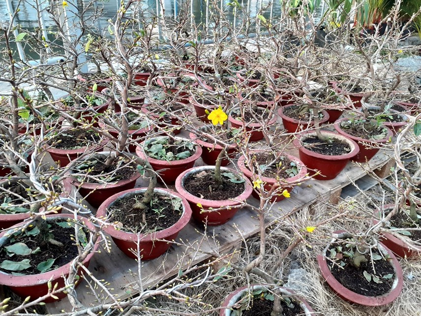 tp-hcm-pho-phuong-ruc-ro-sac-hoa-tet_3.jpg