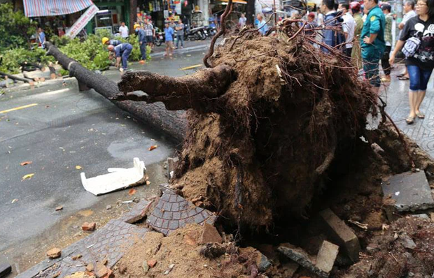 TP.HCM: Cây xanh ngã đổ ra đường, đè trúng tài xế Gojek đang chở khách nữ lưu thông - Ảnh 1.