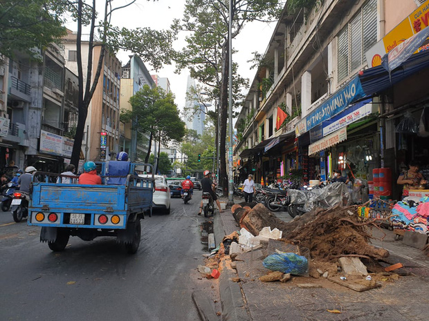 TP.HCM: Cây xanh ngã đổ ra đường, đè trúng tài xế Gojek đang chở khách nữ lưu thông - Ảnh 3.