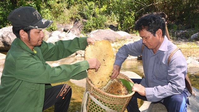 Trải nghiệm, khám phá mật ong hoa quế Trà Bồng