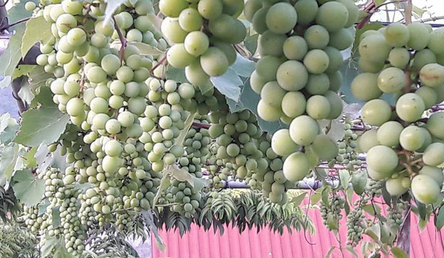 Trào lưu second-home trên nóc sân thượng vạn người mê thời hạn chế đi chợ - Ảnh 11. Trào lưu second-home trên nóc sân thượng vạn người mê thời hạn chế đi chợ - Ảnh 11.
