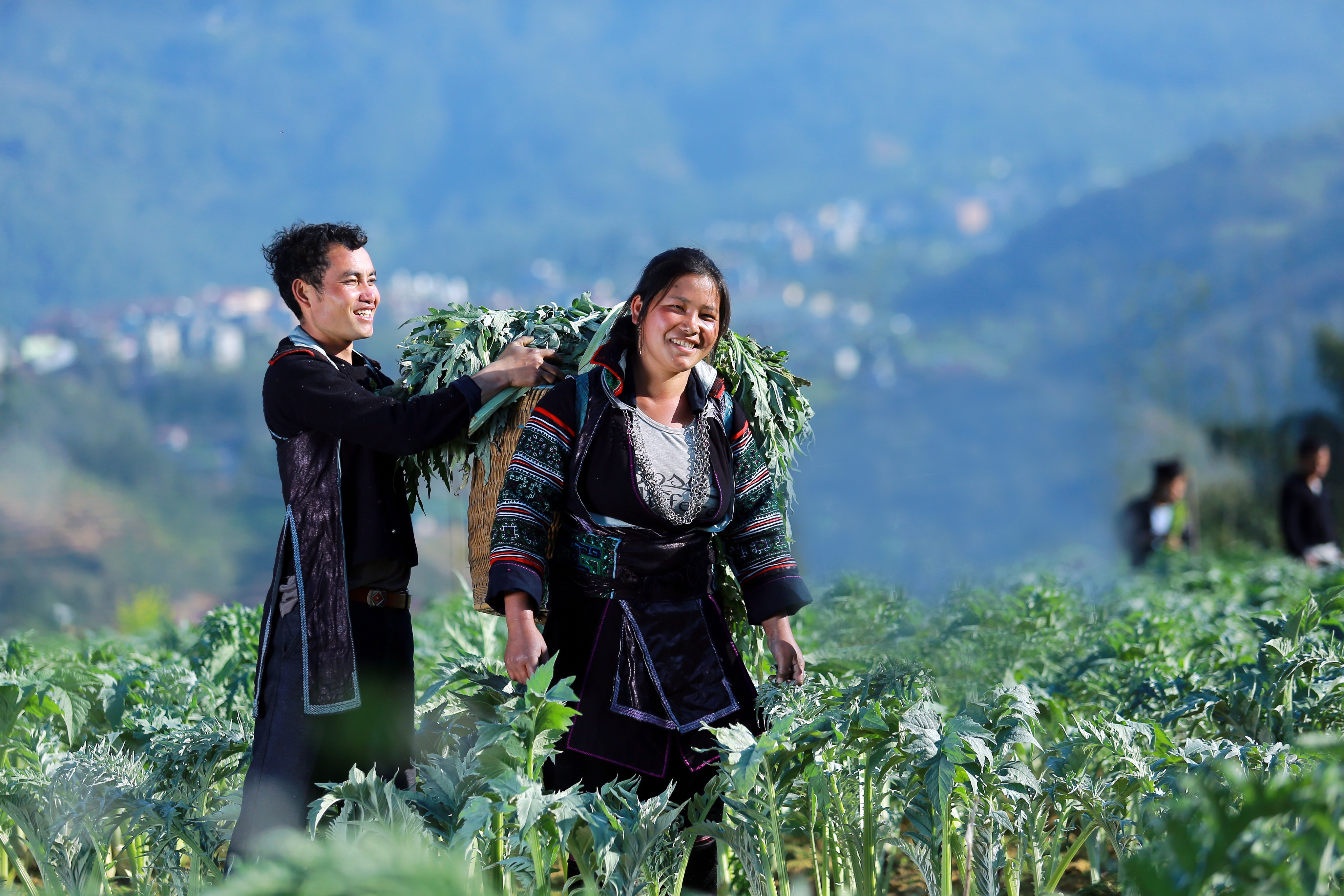Người dân tại Sapa – Lào Cai trồng trọt và thu hoạch Actiso theo tiêu chuẩn GACP- WHO. Tiên phong phát triển dược liệu sạch