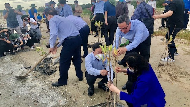 Trồng rừng ngập mặn để ứng phó với biến đổi khí hậu ở Khánh Hòa 