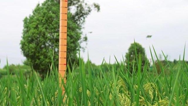 Trung Quốc thu hoạch giống lúa khổng lồ cao 2 mét