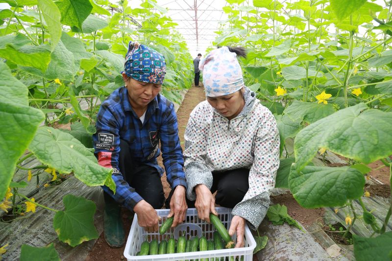 Người dân tại xã Văn Tiến, huyện Yên Lạc, tỉnh Vĩnh Phúc trồng dưa trong nhà kính cho hiệu quả kinh tế cao. (Ảnh: Thế Hùng)