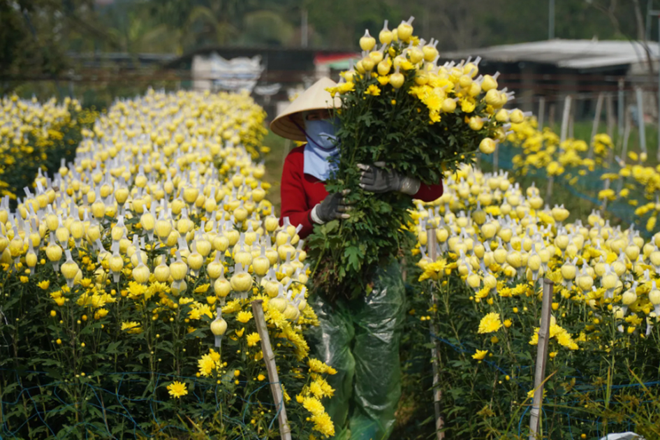 Nông dân Đông Cương tất bật chăm hoa phục vụ Tết Bính Ngọ 2026