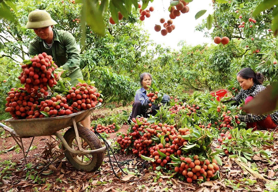 Vải thiều Bắc Giang “đắt hàng” trong ngày đầu tiên đăng bán trên Shopee