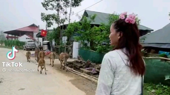 Về Thanh Hoá, hoa hậu H'Hen Niê hoá thân thành người chăn bò