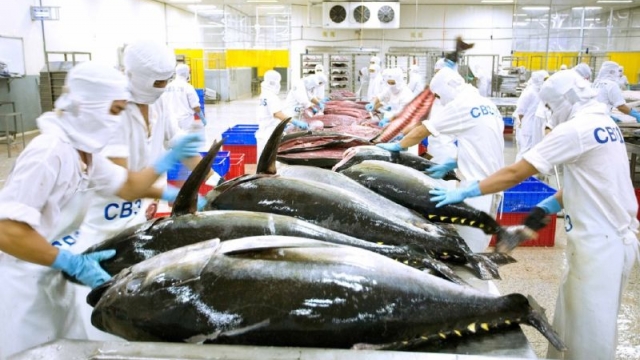 Vì sao, xuất khẩu cá ngừ của Việt Nam không giữ được đà tăng trưởng