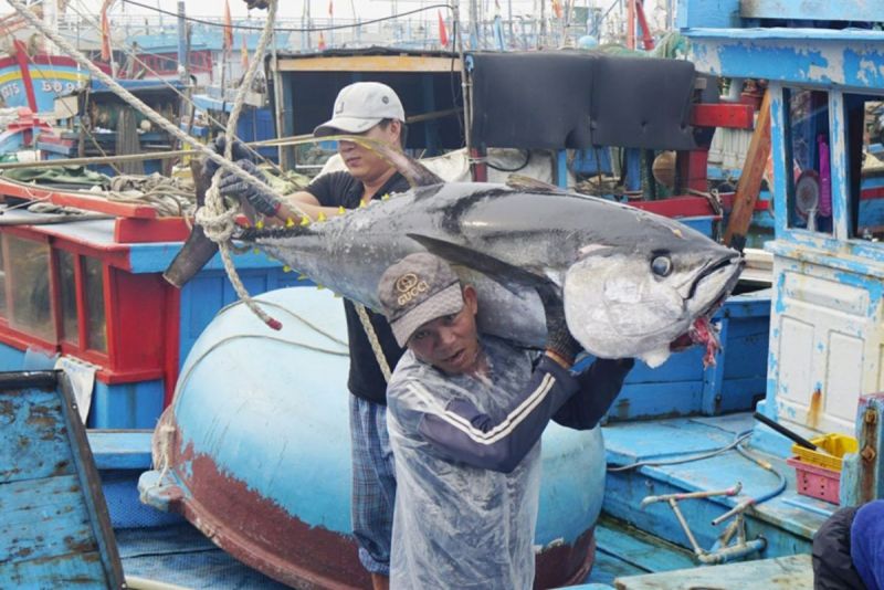 Tháng 2/2024, xuất khẩu cá ngừ của Việt Nam không giữ được đà tăng trưởng như trong tháng đầu năm, giảm 11% so với cùng kỳ. (Ảnh minh họa)