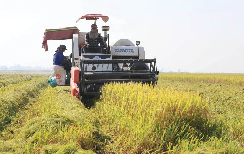 Gạo Việt Nam sẽ khó cạnh tranh về giá, chất lượng, mẫu mã với các đối thủ chính ở phân khúc phổ thông...