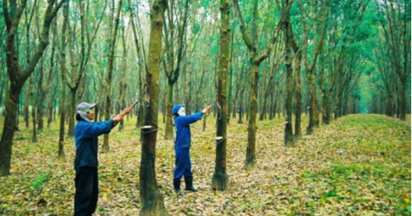 Vietnam Rubber Group (GVR) chốt danh sách cổ đông chi 2.400 tỷ đồng trả cổ tức