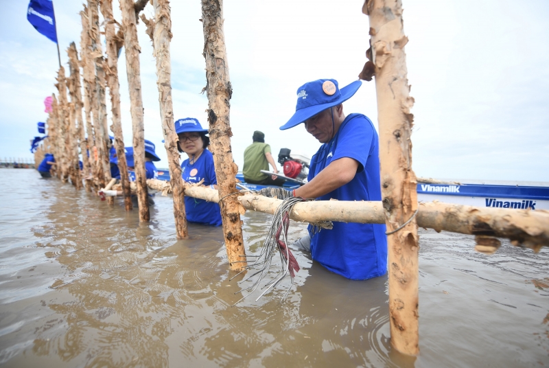 Các nhân viên Vinamilk tham gia làm gần 1.000m hàng rào đầu tiên.