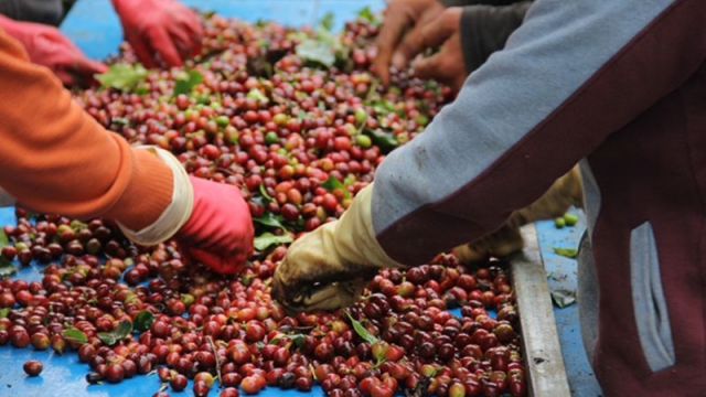 Vụ thu hoạch cà phê năm nay, nông dân Gia Lai phấn khởi vì cà phê được giá, năng suất tương đối ổn định
