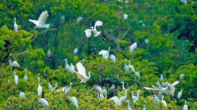Vườn cò Hải Lựu