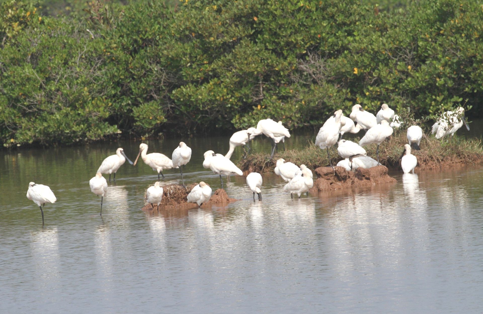 Vườn Quốc gia Xuân Thủy – “ga chim” trên tuyến không trình vạn dặm