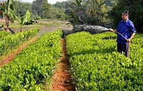 ‘Vườn ươm triệu cây xanh’