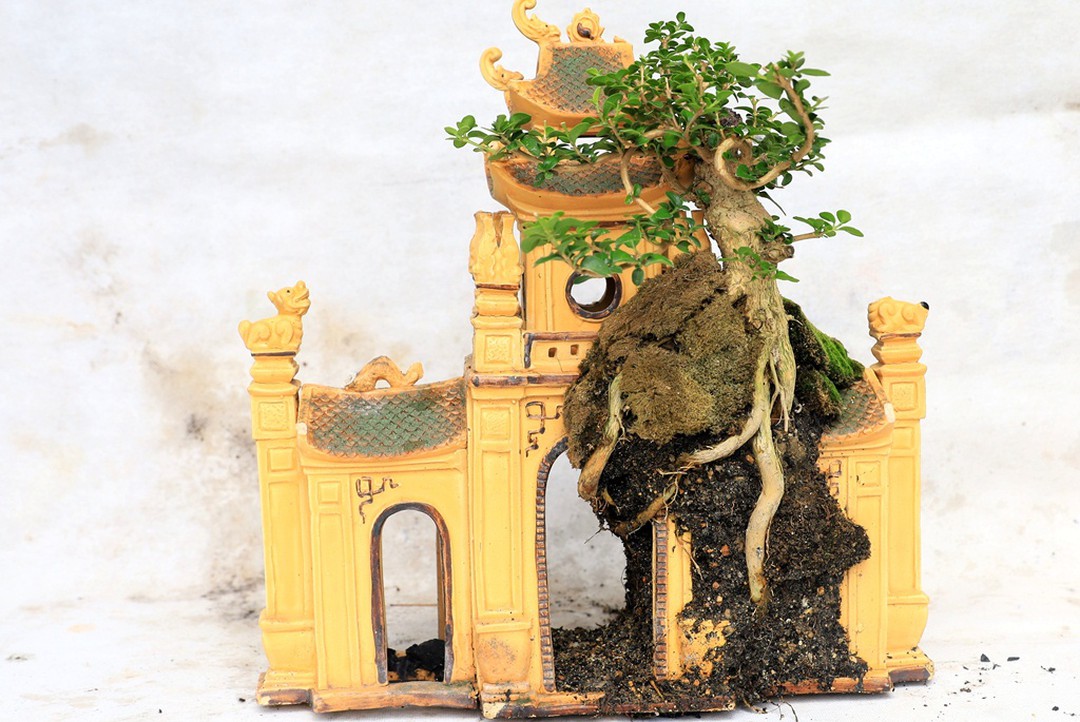 Vượt người Ấn Độ, người đàn ông Nha Trang lập kỷ lục thế giới với 4575 bộ bonsai mini