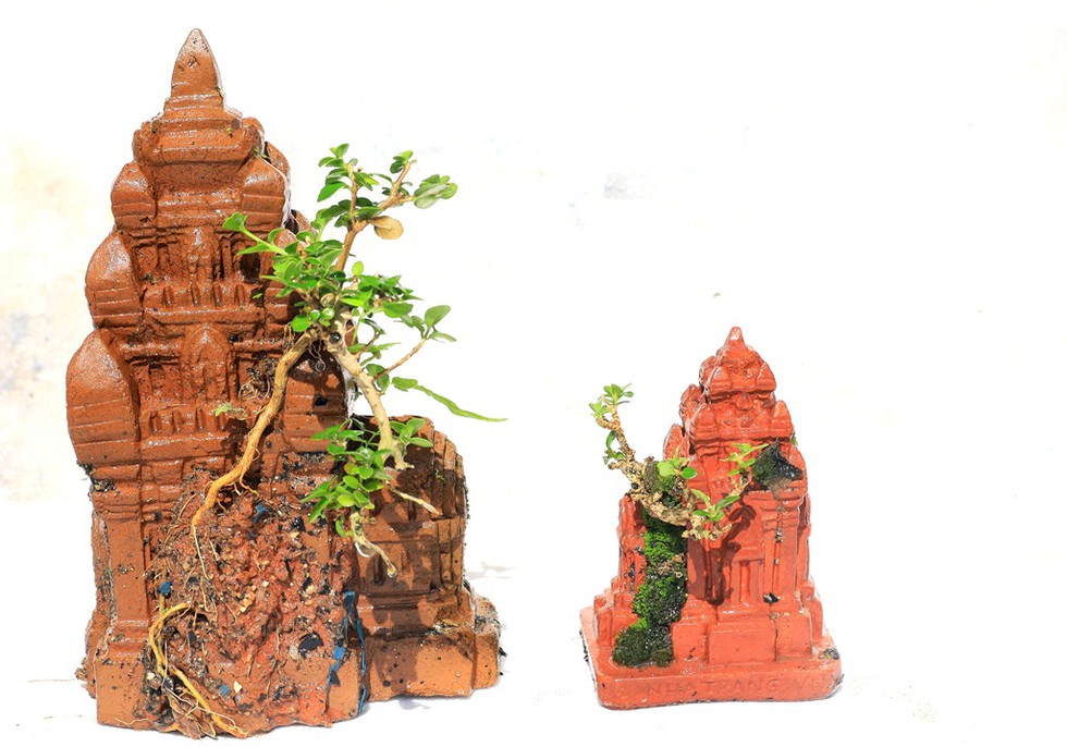 Vượt người Ấn Độ, người đàn ông Nha Trang lập kỷ lục thế giới với 4575 bộ bonsai mini - ảnh 7