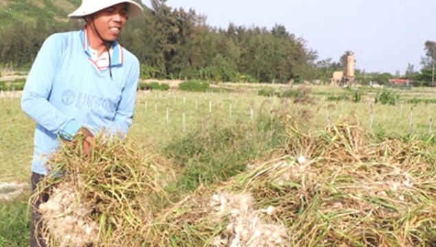 Xây dựng và phát triển “Vương quốc tỏi” Lý Sơn Quảng Ngãi