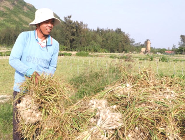 Đặc sản tỏi Lý Sơn gắn liền với đời sống bà con nông dân huyện đảo. Đặc sản tỏi Lý Sơn gắn liền với đời sống bà con nông dân huyện đảo.
