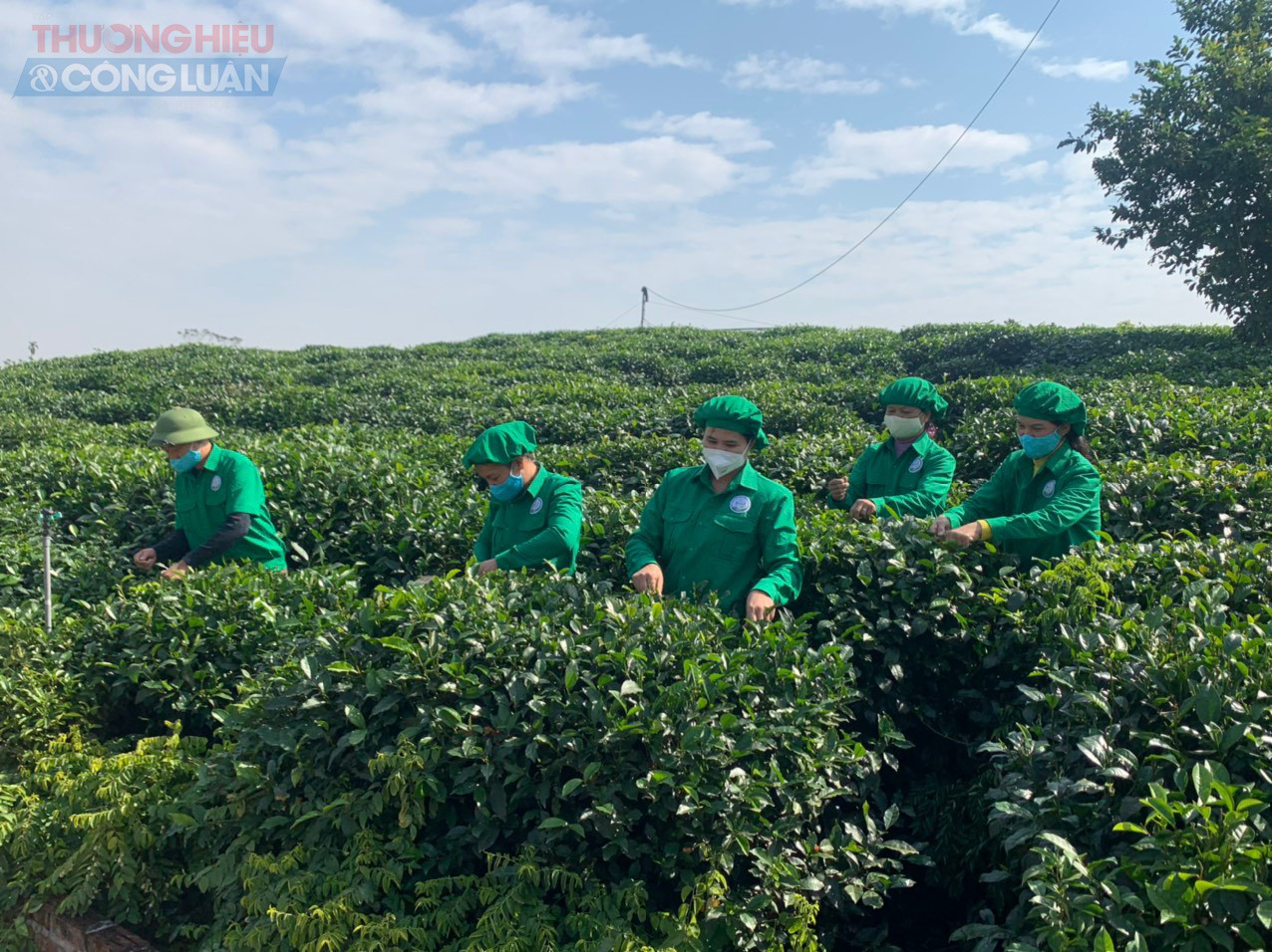Thái Nguyên: Một thương hiệu trà Tân Cương nổi tiếng gắn với du lịch trải nghiệm