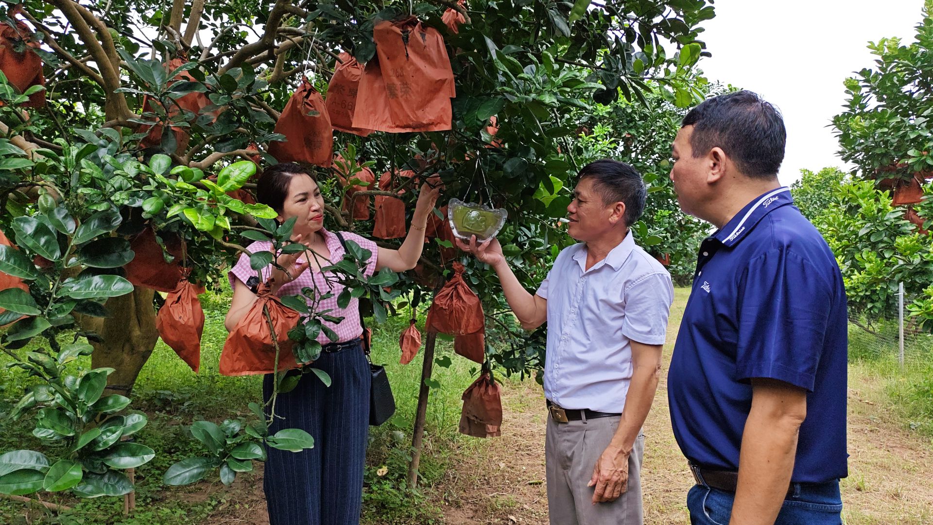 Bưởi đỏ Đông Cao: Từ đặc sản làng quê đến sản phẩm hàng hóa giá trị cao